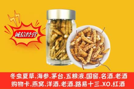龙港市回收散虫草